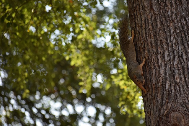 關於曼聯更 關於曼聯更